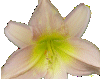 Md Light Pink/Green Lily