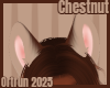 Chestnut Ears 1