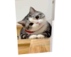 Cat 7