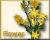 [my]Flower Clematis Gold