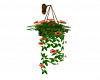 Floral Hanging Basket 2