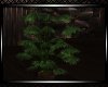*Moon Planter 5