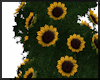 Sunflowers Pot ~