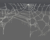 spider web