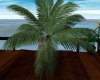 ! Short Palm Tree