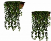 Wall Planter Ivy