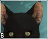 Luna Black Animated Cat
