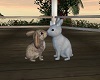 Animated Bunnies Kiss