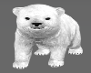 polar bear cub