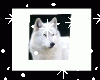 cadre  loup blanc