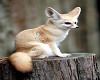 fennec fox ears 