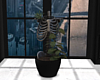 JV Witch Skeleton Plant