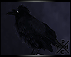 [X] The Raven Shadow