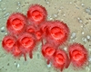 red sea anemone flower
