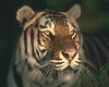 tiger pic 3