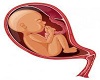 UTERUS WITH BABY INSIDE