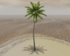 Anim Coconut Tree