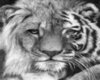 Lion n Tiger Merging
