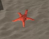 S Sunset Starfish Cuddle