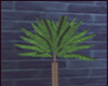 Indoor Palm Tree ~