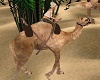 (K) animated camel ride