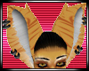 Golden Tabby Tiger Ears