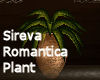 Sireva Romantica Plant 