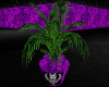Purple Haze Plant