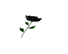 Couple Pose, Black Rose