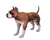 BEE'S DAISY BOXER DOG