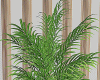 𝐼𝑧,Plants Modern