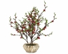 RED FLOWER PLANT