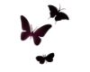 Dark violet butterflies