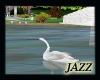 Jazzie-Wedding Swan 