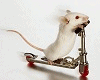 White Mouse (Beyaz Fare)
