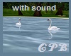 Animated Swans w/sound