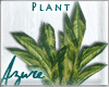*A* Fine Plant