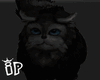 IP Dark Persian Cat
