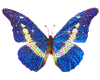 Deep-Blue Butterfly
