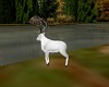 White Elk