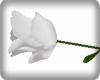 (Rc) White Rose