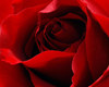 Red Rose Room