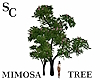 SC Mimosa Tree