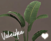 VK~White Plant ll