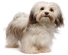 Havanese puppy