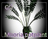 (OD) Mooria potplant