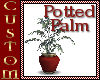 Potted Palm