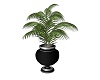 Palm Plant Potted
