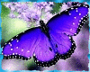 Purple Butterflies★