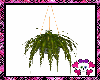 (LB)Hanging Plant